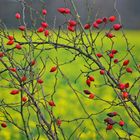 Herbst in Gelbrot