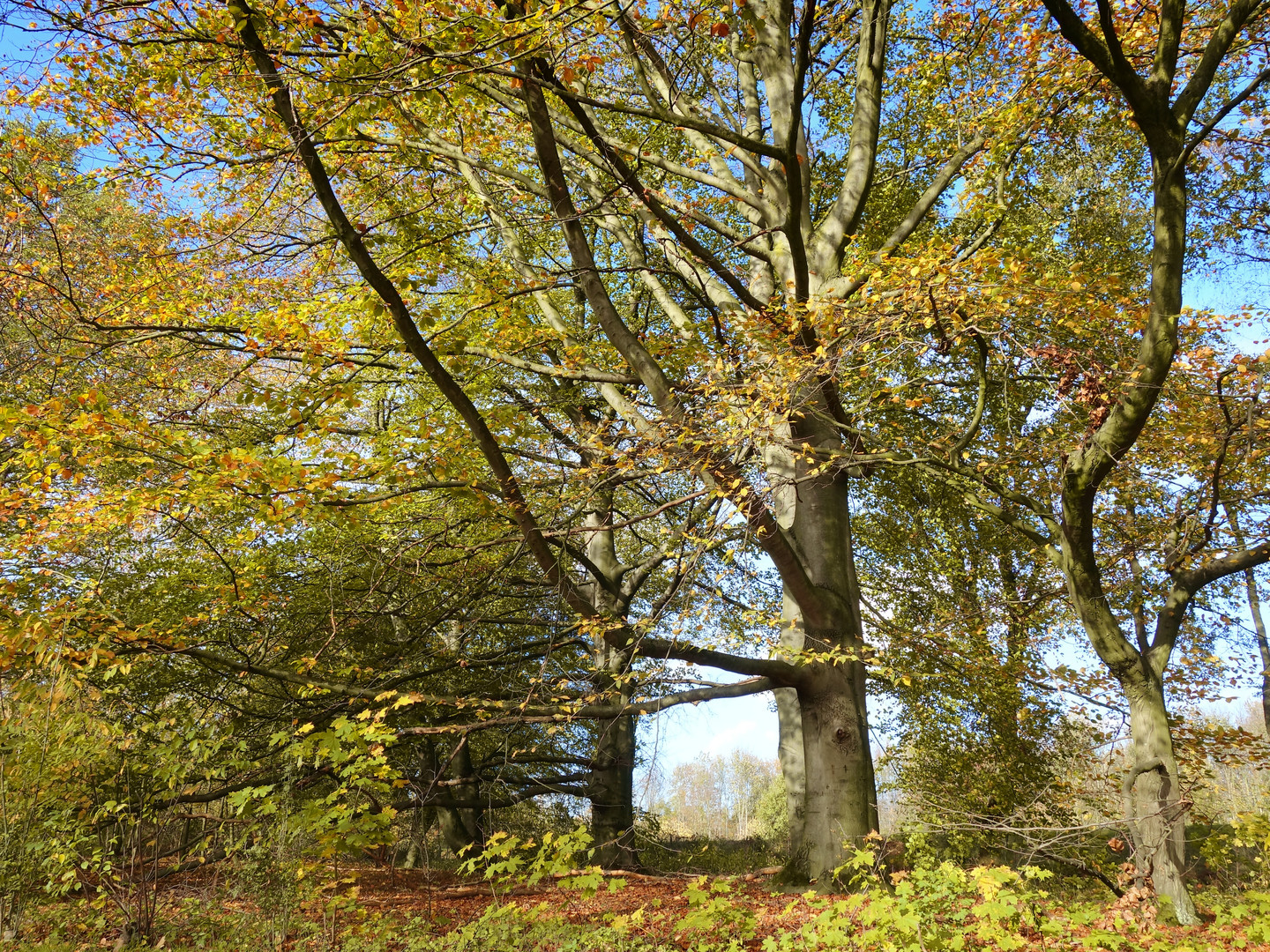 Herbst in Gelsenkirchen