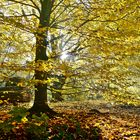 Herbst in Gelsenkirchen