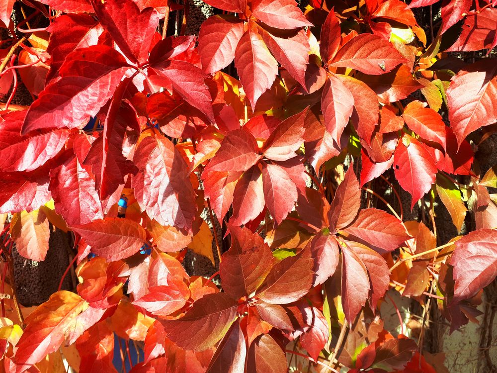 Herbst in Gelsenkirchen