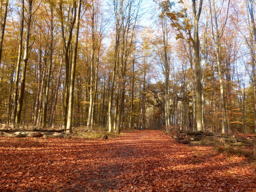 Herbst in Gelsenkirchen