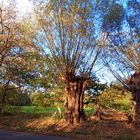 Herbst in Gelsenkirchen