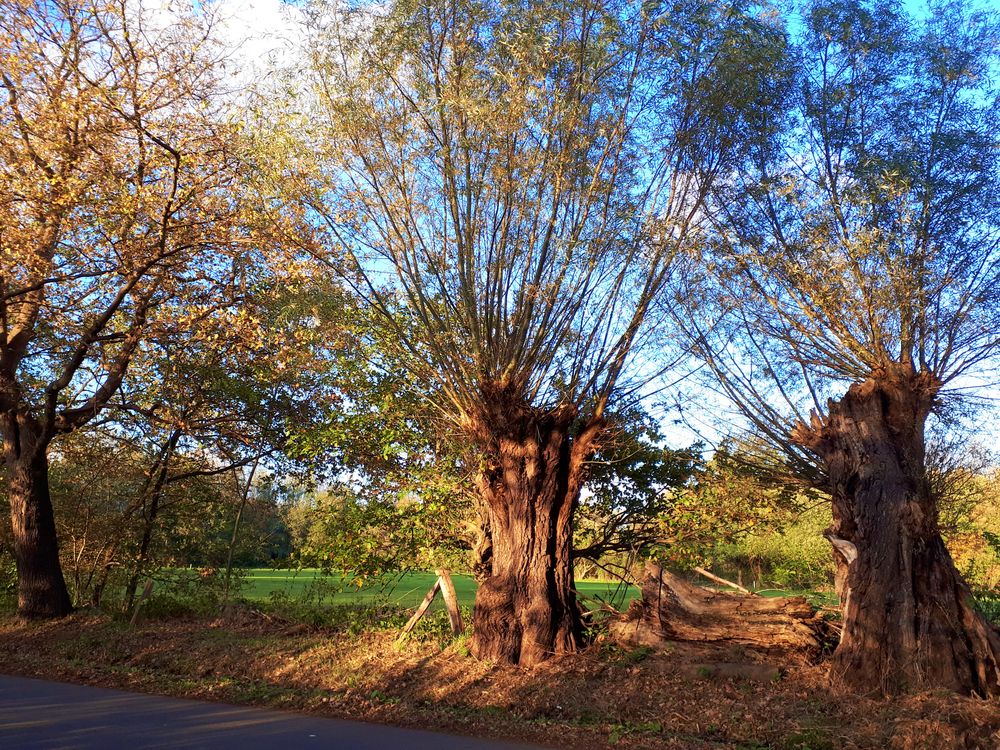 Herbst in Gelsenkirchen