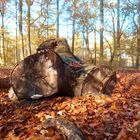 Herbst in Gelsenkirchen