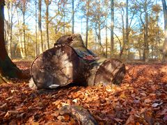 Herbst in Gelsenkirchen