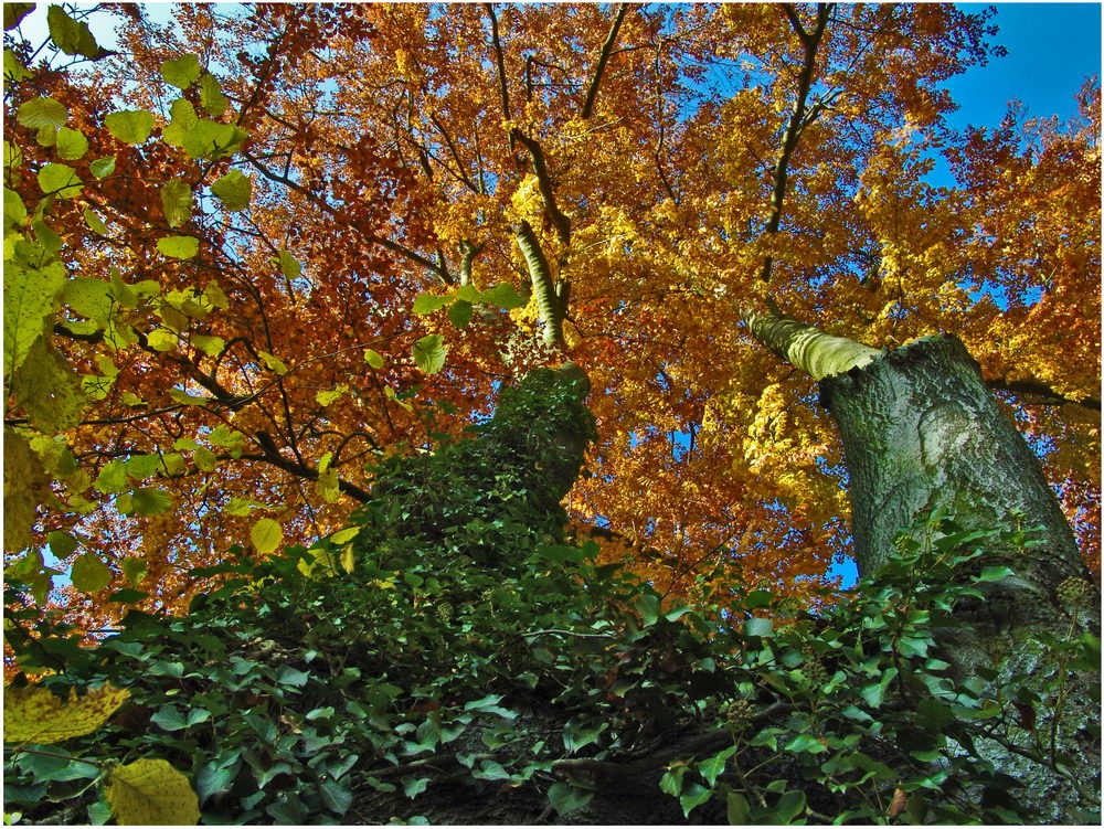 Herbst in Großkochberg 1