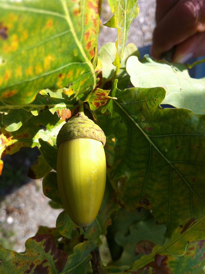 Herbst in Grün