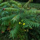 Herbst in grün ..gelb