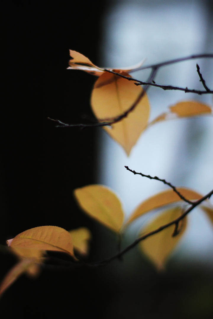 Herbst in Grünau