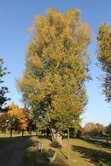 Herbst in Gustavsburg am Main