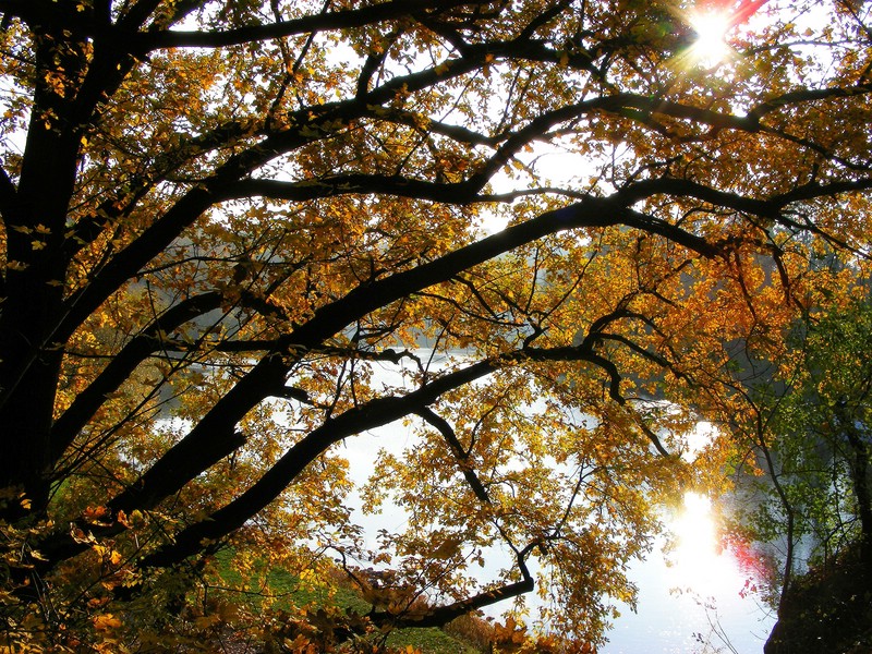 Herbst in Halle