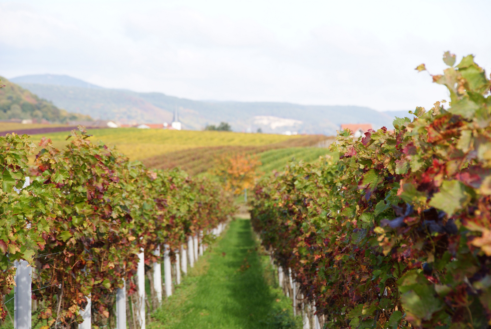 Herbst in Hambach