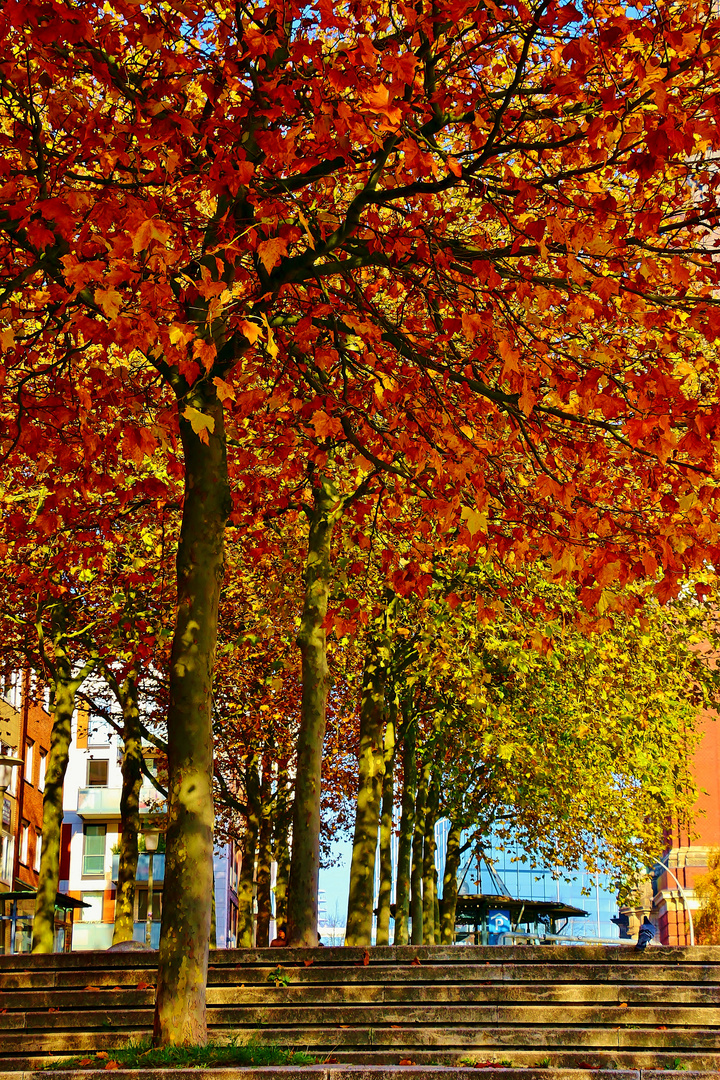 Herbst in Hamburg