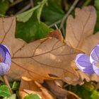 Herbst in Hannovers Berggarten I