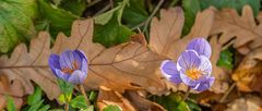 Herbst in Hannovers Berggarten I