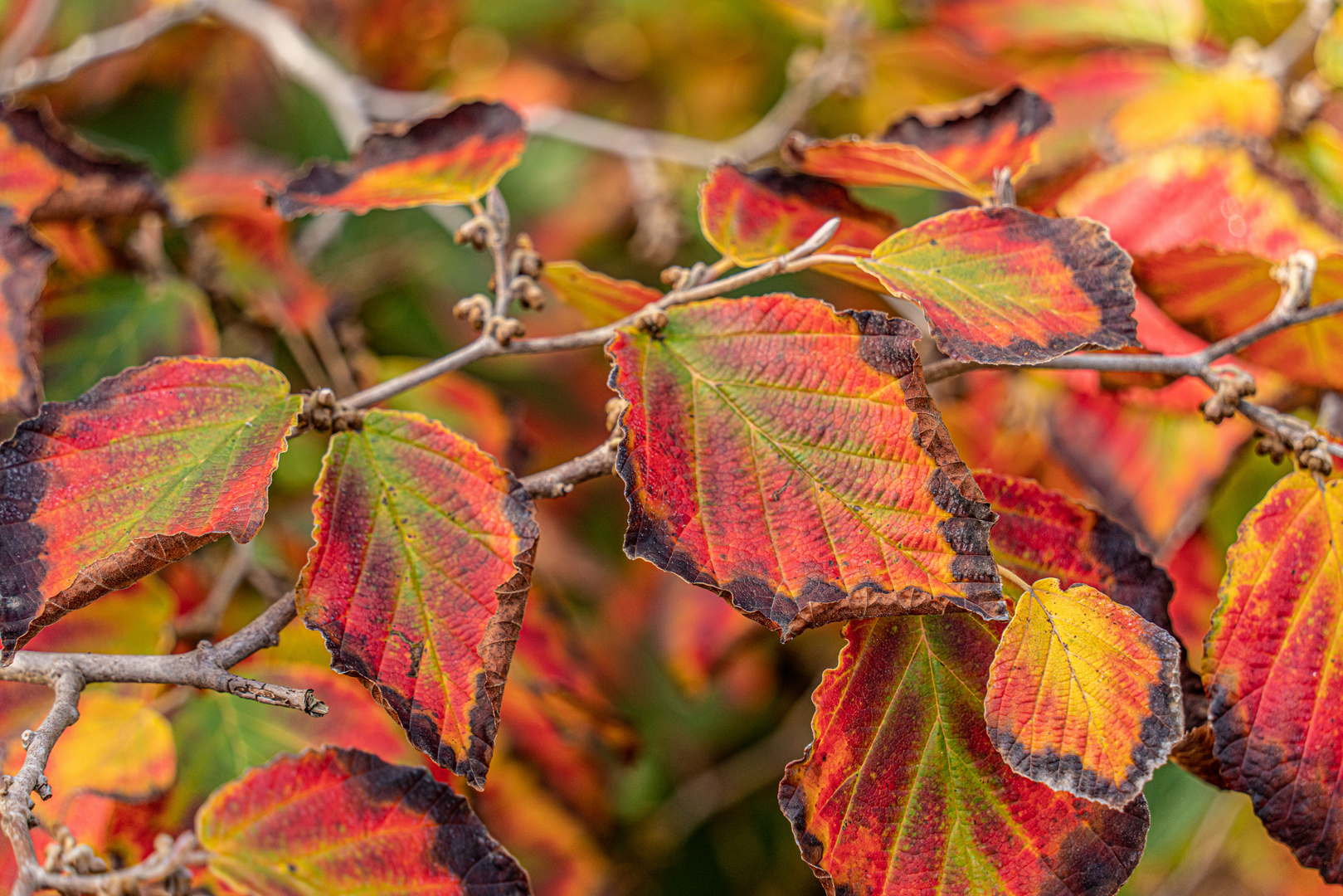 Herbst in Hannovers Berggarten II