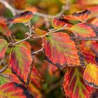 Herbst in Hannovers Berggarten II