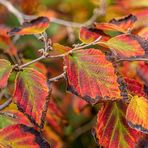 Herbst in Hannovers Berggarten II