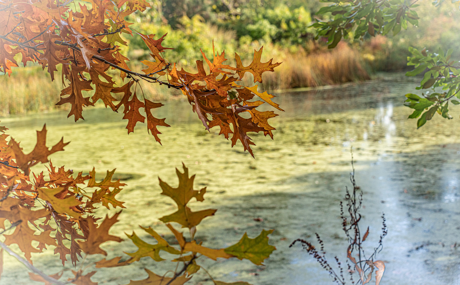 Herbst in Hannovers Berggarten IX