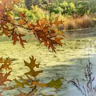 Herbst in Hannovers Berggarten IX