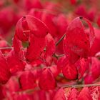 Herbst in Hannovers Berggarten VI