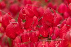 Herbst in Hannovers Berggarten VI