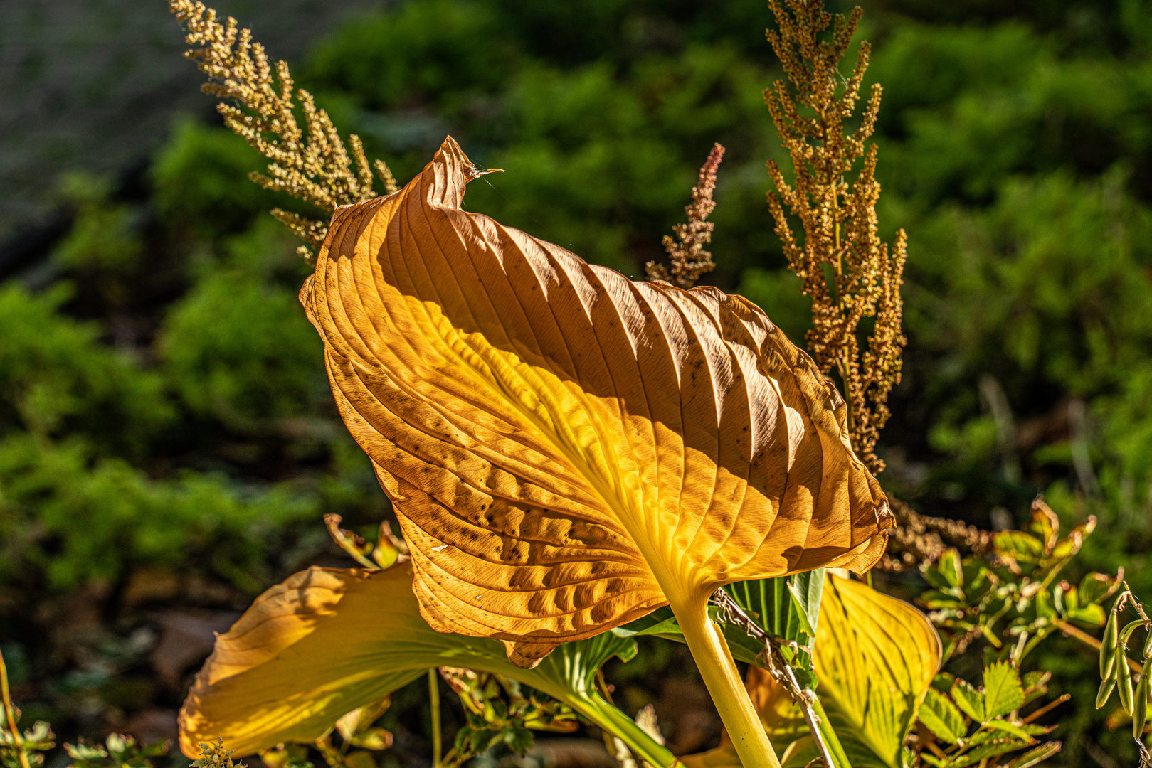 Herbst in Hannovers Berggarten VII