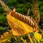 Herbst in Hannovers Berggarten VII