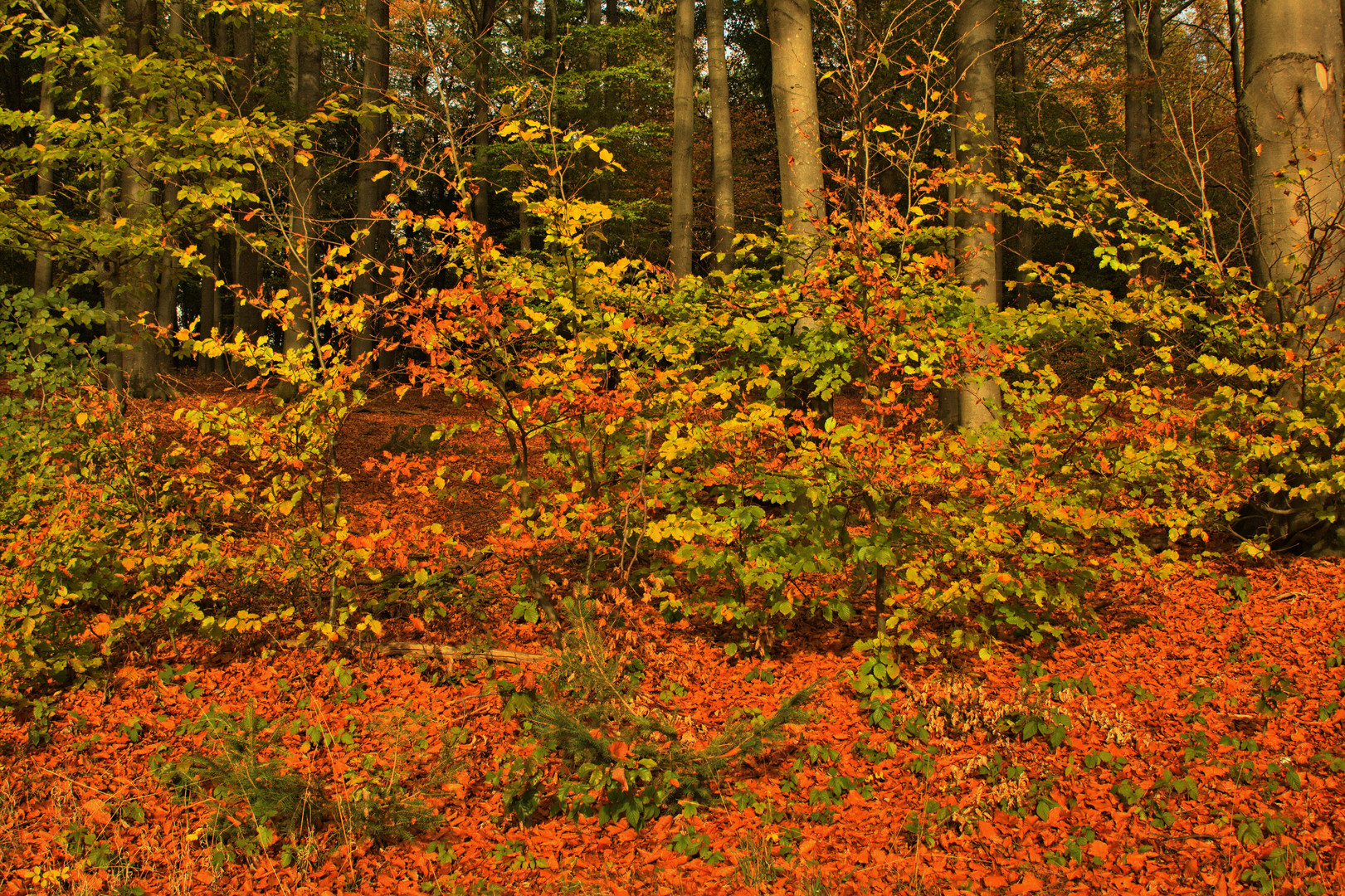 Herbst in HDR (aus einer RAW Datei erstellt)