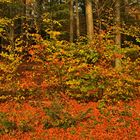 Herbst in HDR (aus einer RAW Datei erstellt)