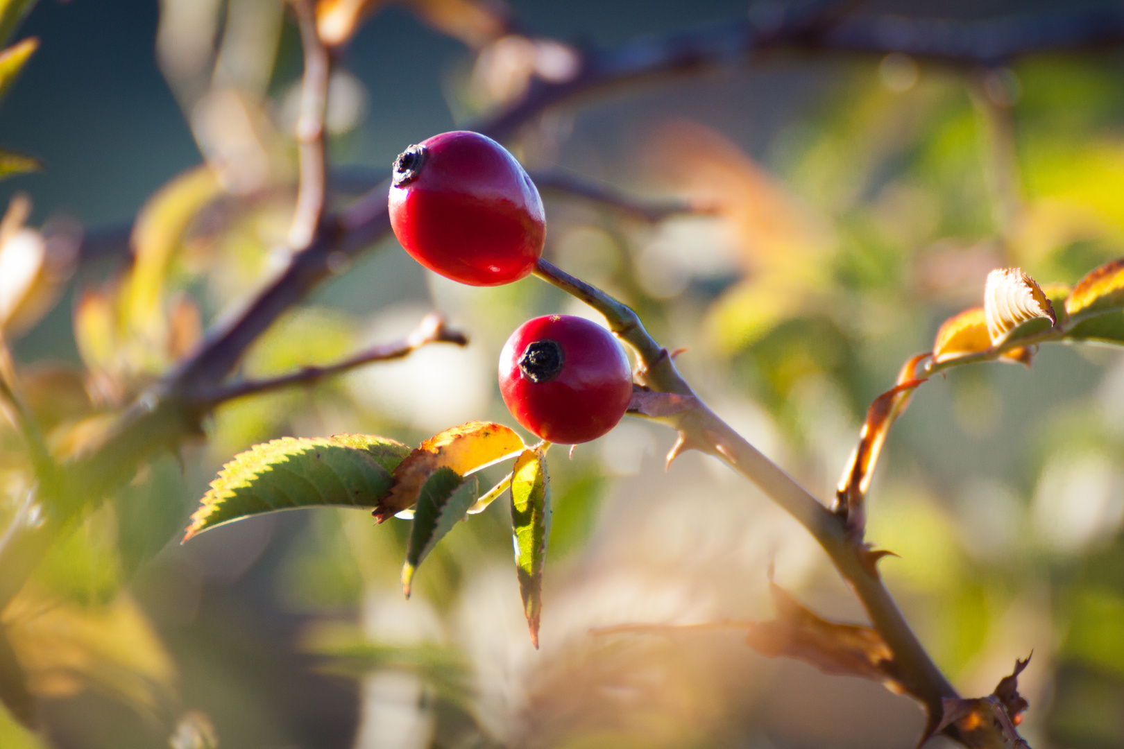 Herbst in Hildesheim