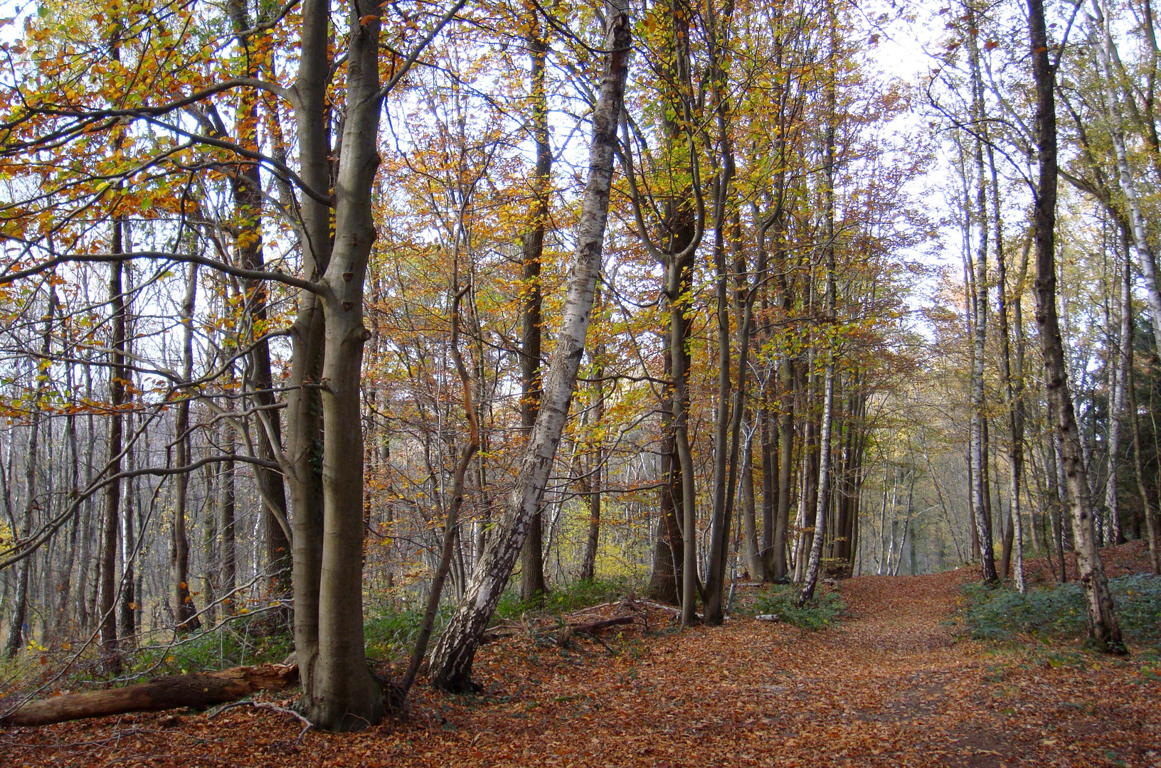 Herbst in Hinsbeck