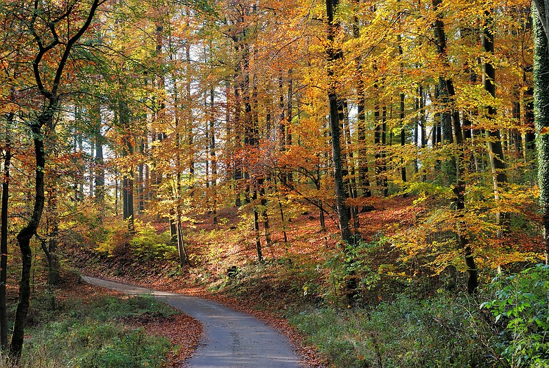 Herbst in Hoberge