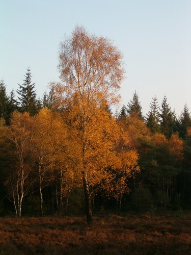 herbst in Holland