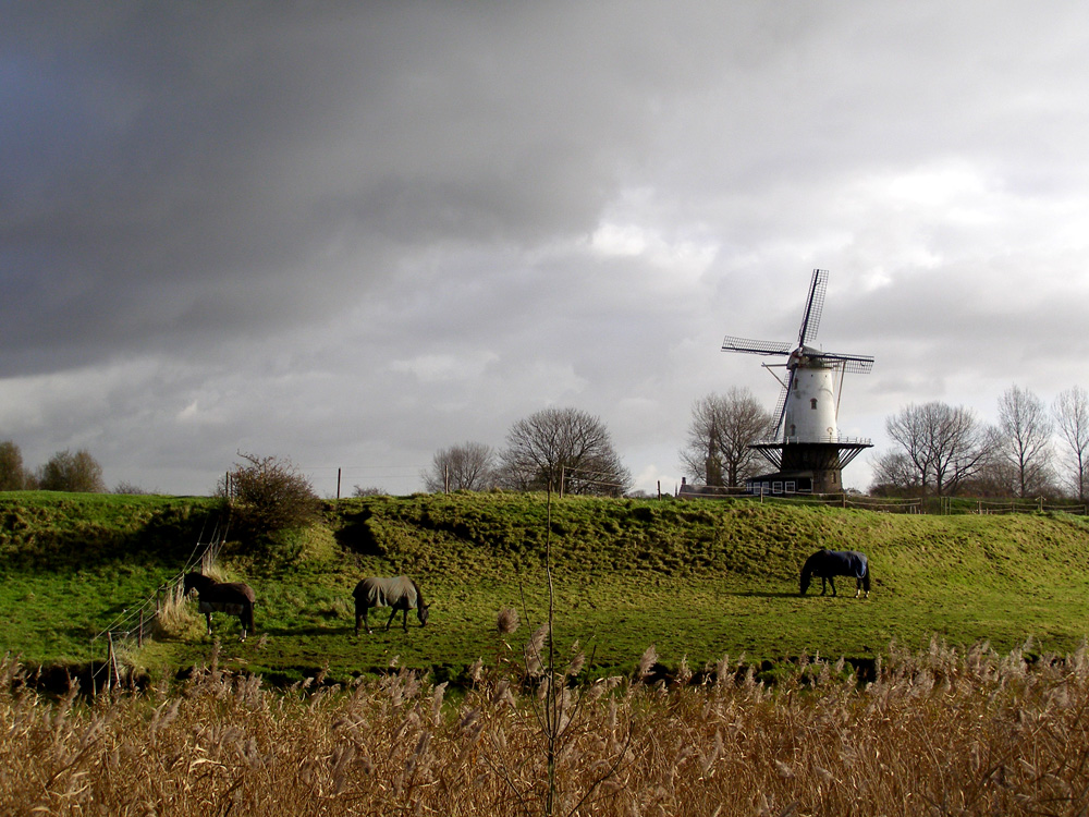 Herbst in Holland