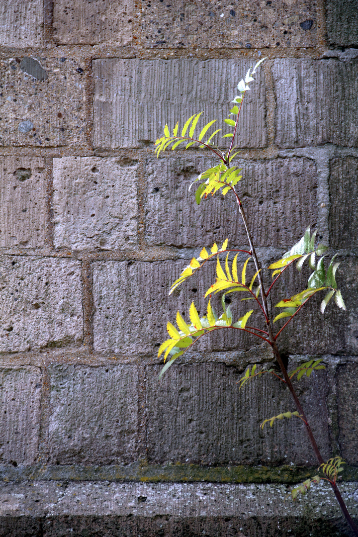 Herbst in Immerath