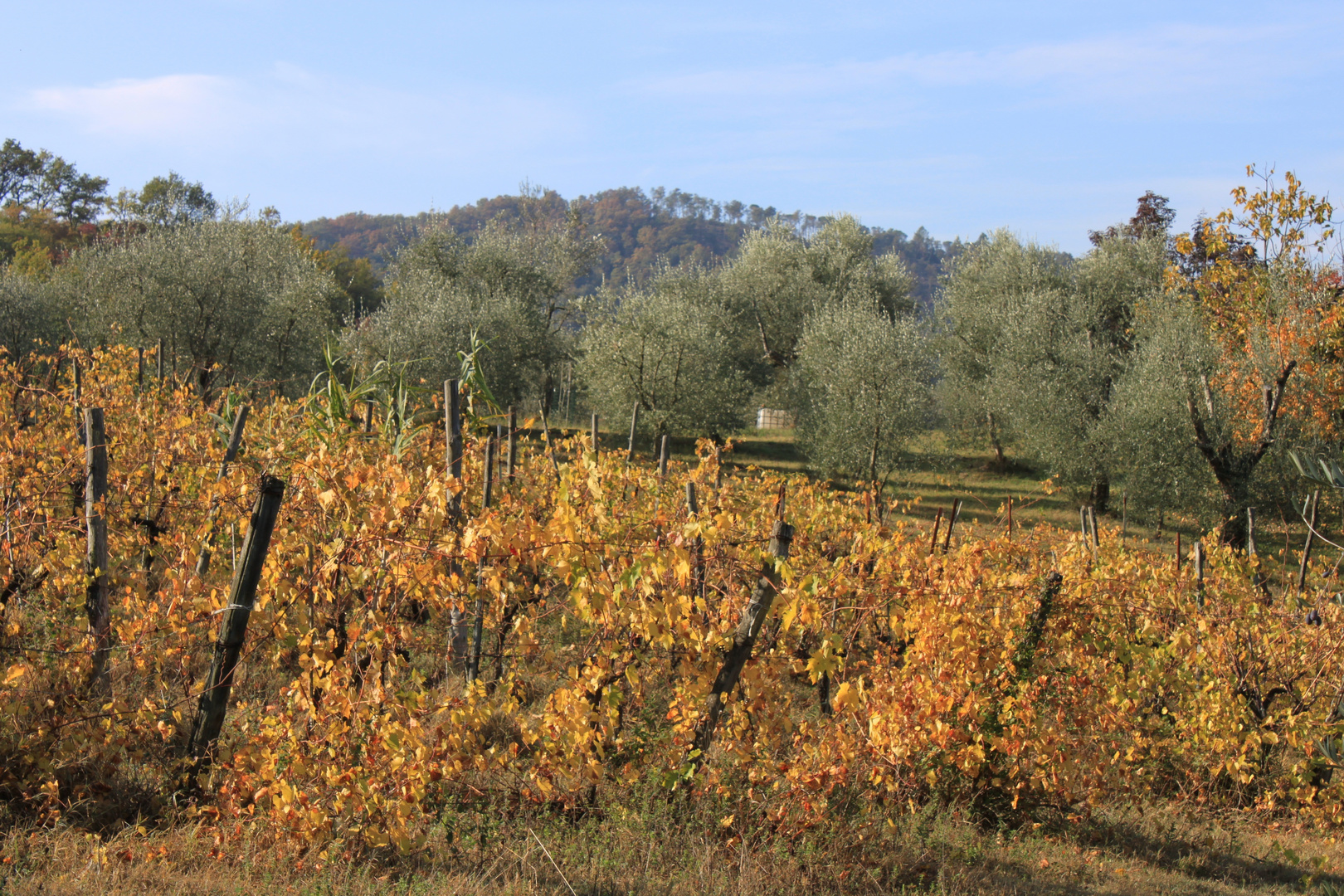 Herbst in Italien2