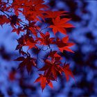 Herbst in Japan 2