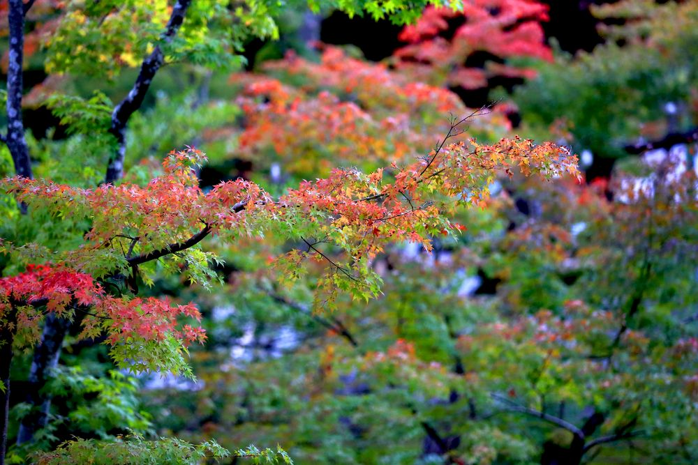 Herbst in Japan