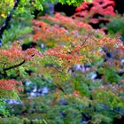 Herbst in Japan