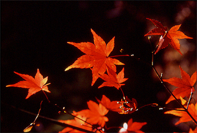 Herbst in Japan