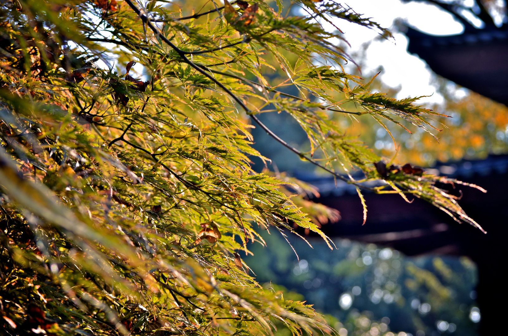 Herbst in Japan