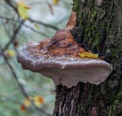 Herbst in Kärnten...