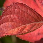 Herbst in Käthes Hortensien