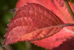 Herbst in Käthes Hortensien