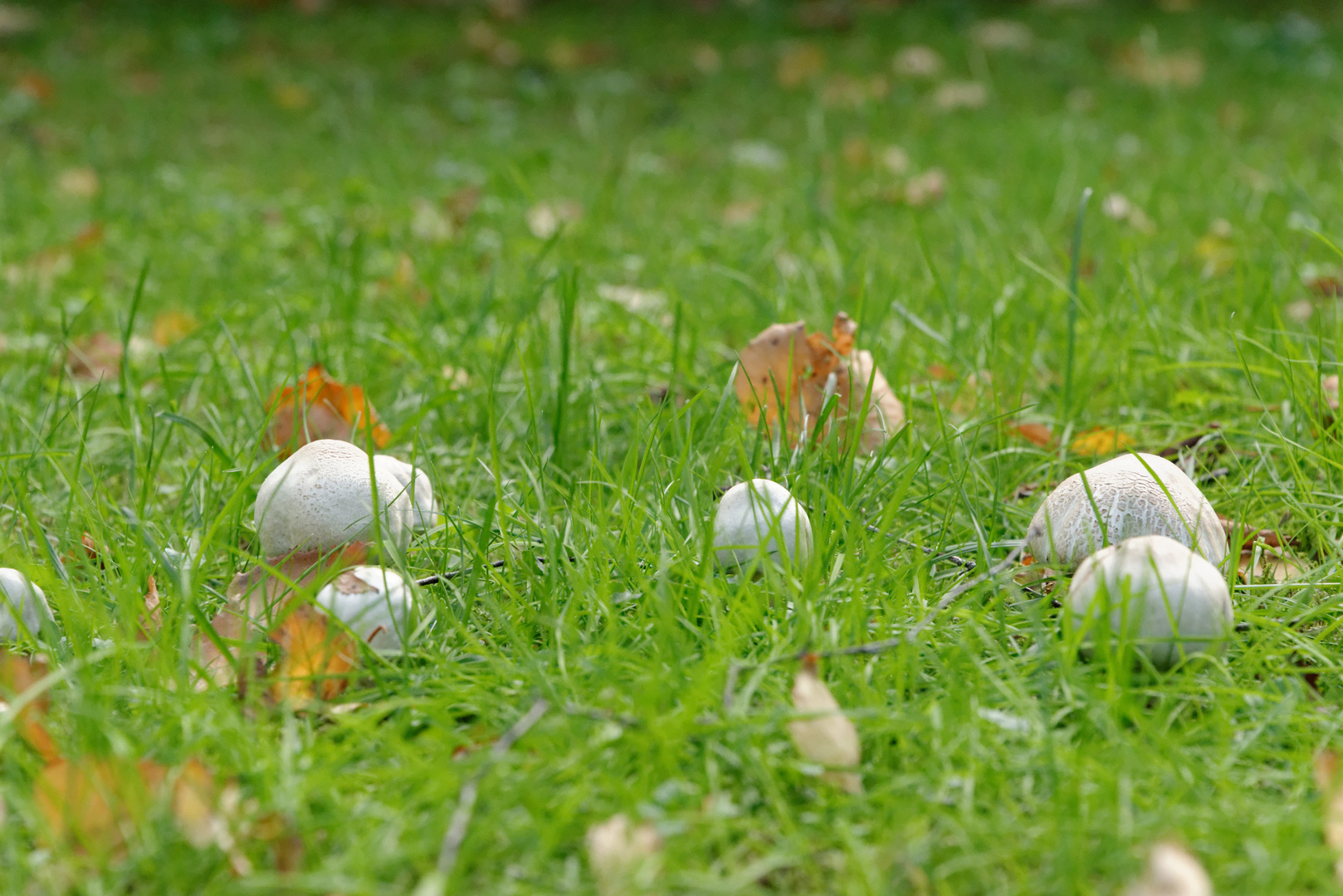 Herbst in Kaiserswerth