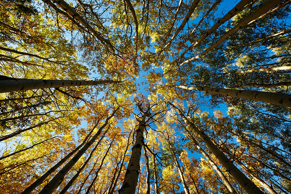 Herbst in Kanada