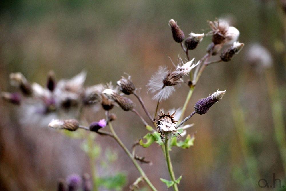 herbst in kanada