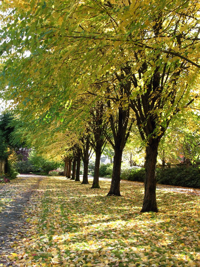 Herbst in Kanada