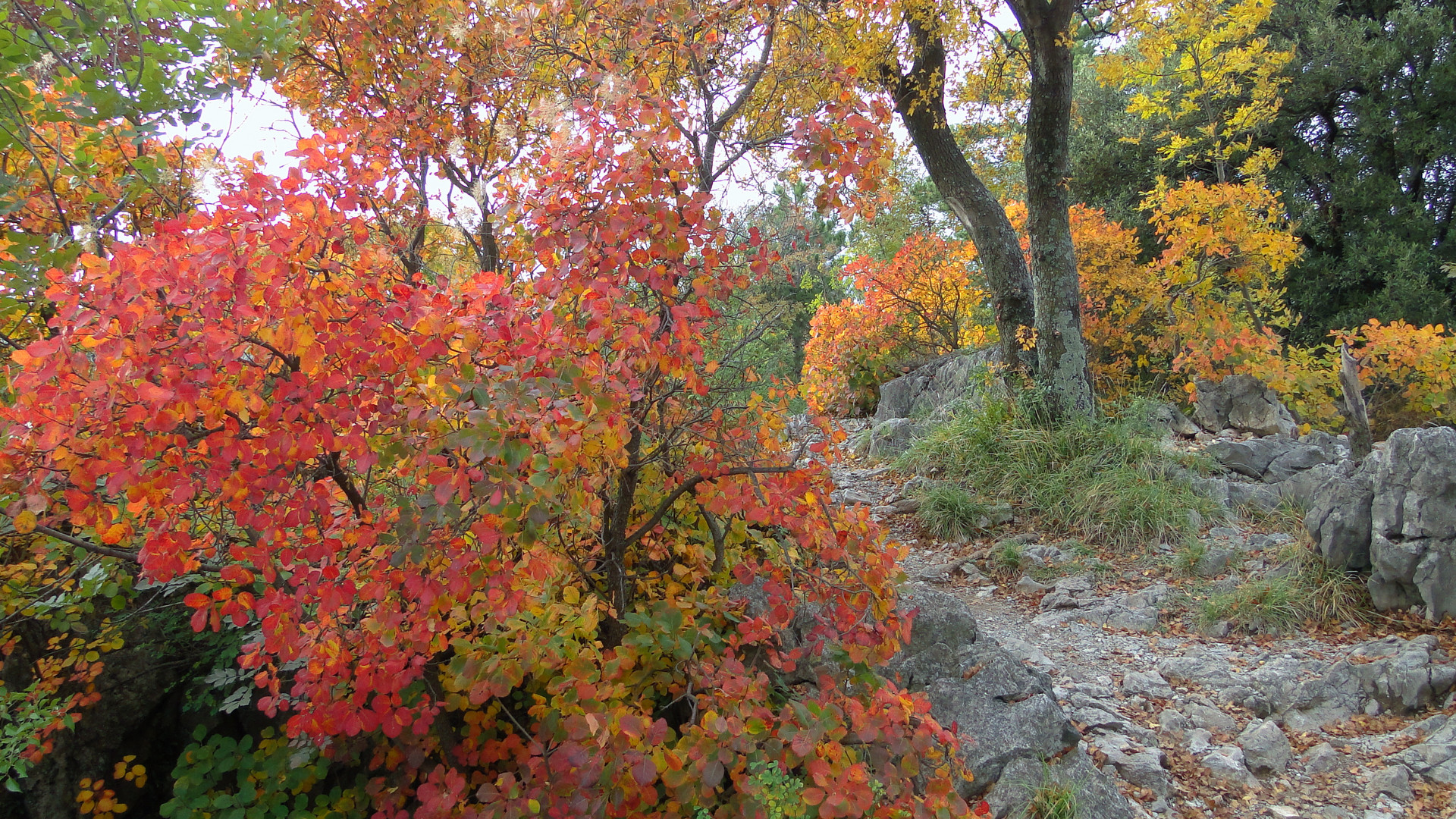 Herbst in Karl Maria Rilke Promenade